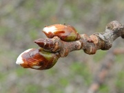 8th Jan 2013 - Early Signs of Spring