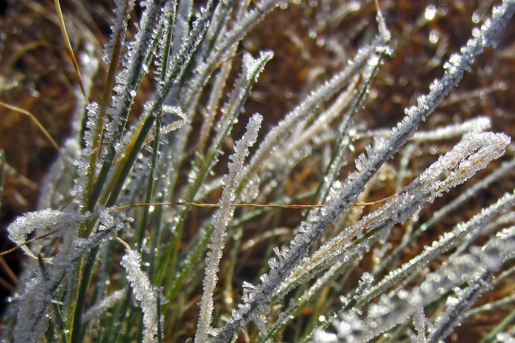 Frosty Grass by milaniet