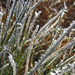 Frosty Grass by milaniet