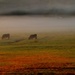 Cows graze oblivious to fog... by jankoos