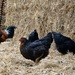 3 hens and a rooster by parisouailleurs