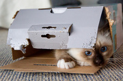 9th Jan 2013 - Cat in the Box
