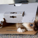 Cat in the Box by helenw2