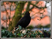9th Jan 2013 - Blackbird