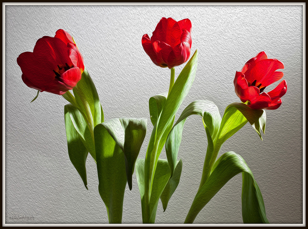 9.12.13 Tulip Art by stoat