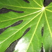 Leaf by plainjaneandnononsense