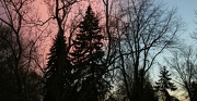9th Jan 2013 - Unusual sunset amid the trees