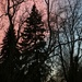 Unusual sunset amid the trees by mittens