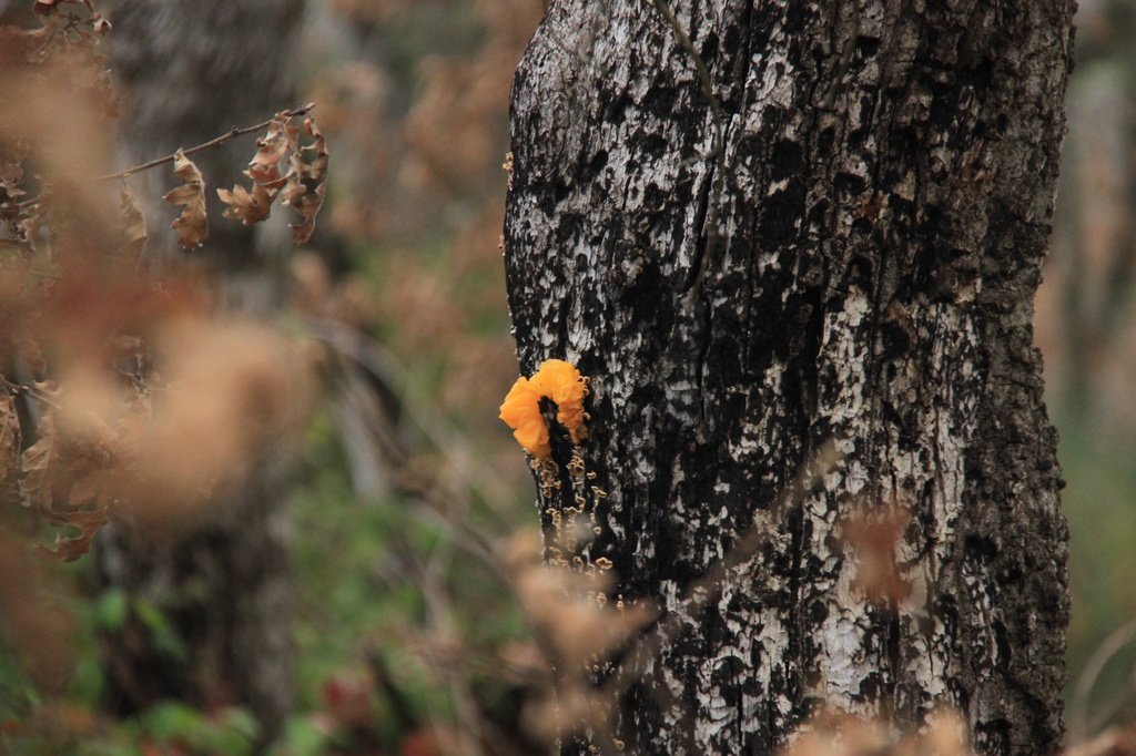 Yellow fungi by belucha