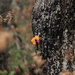 Yellow fungi by belucha