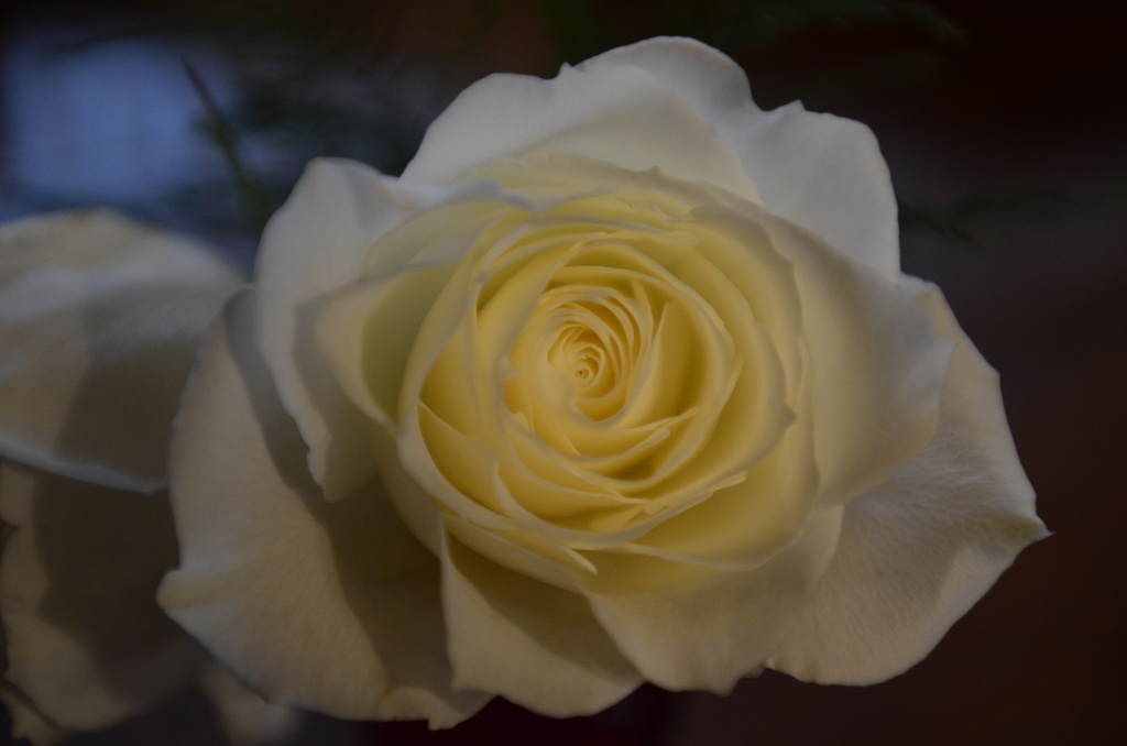 White Rose by kathyladley