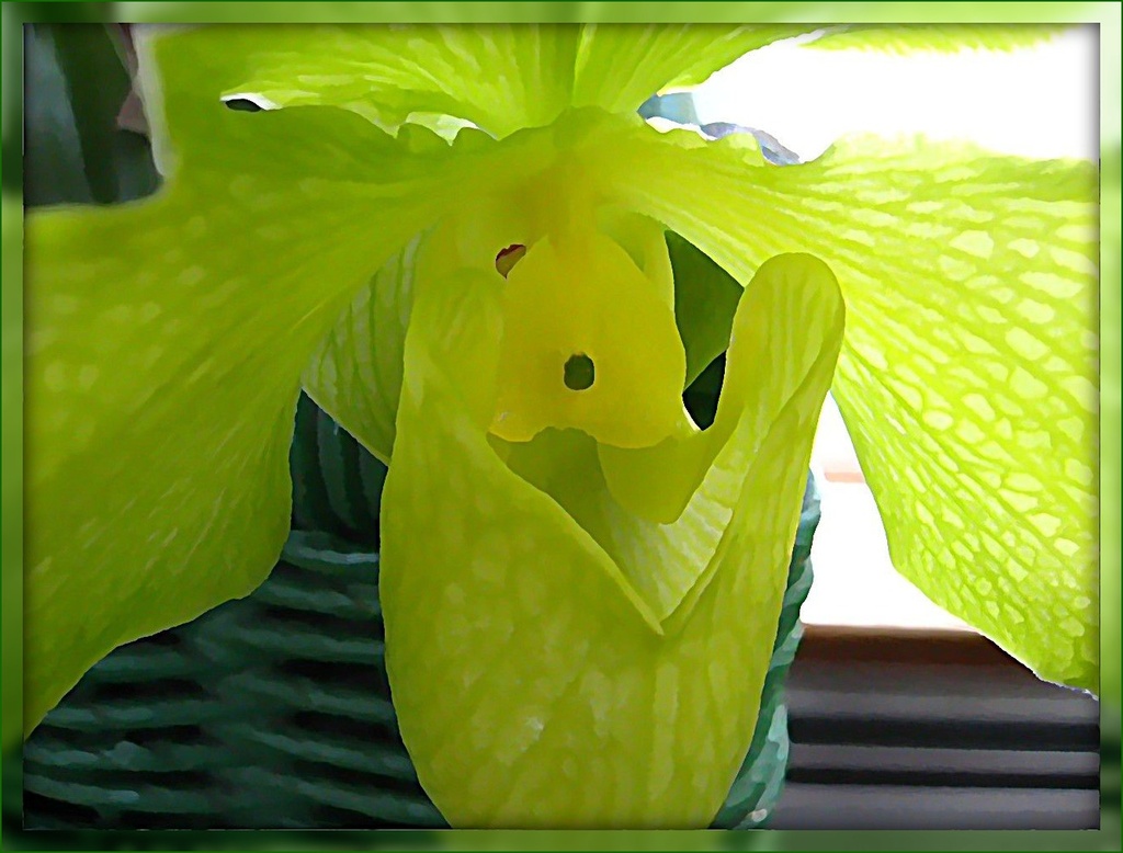 Green Orchid  by olivetreeann