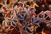 9th Jan 2013 - Thank goodness for red frosty leaves!