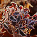 Thank goodness for red frosty leaves! by milaniet