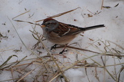 9th Jan 2013 - Winter yard Sparrow