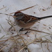 Winter yard Sparrow by farmreporter
