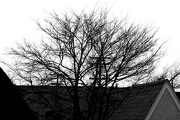 9th Jan 2013 - (Day 331) - Leafless