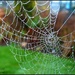 Cob Web  by tonygig