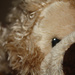 Teddy New-Bear by nicolaeastwood