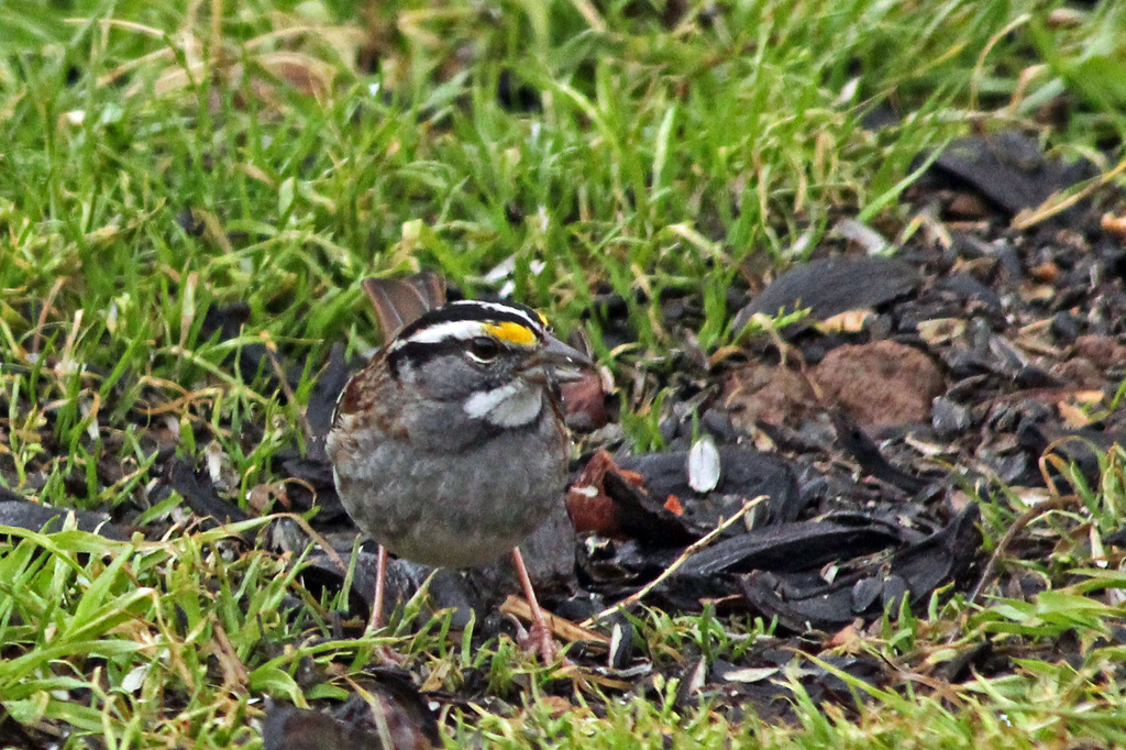 White Throated Sparrow by milaniet