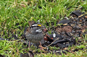 10th Jan 2013 - White Throated Sparrow
