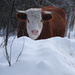 Patches in the snow by farmreporter