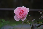 2nd Oct 2012 - Last Rose of year