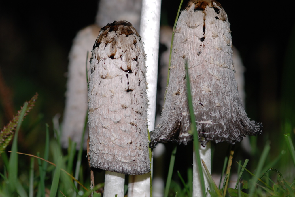 Mushrooms by farmreporter