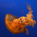 Jellyfish by nicoleterheide