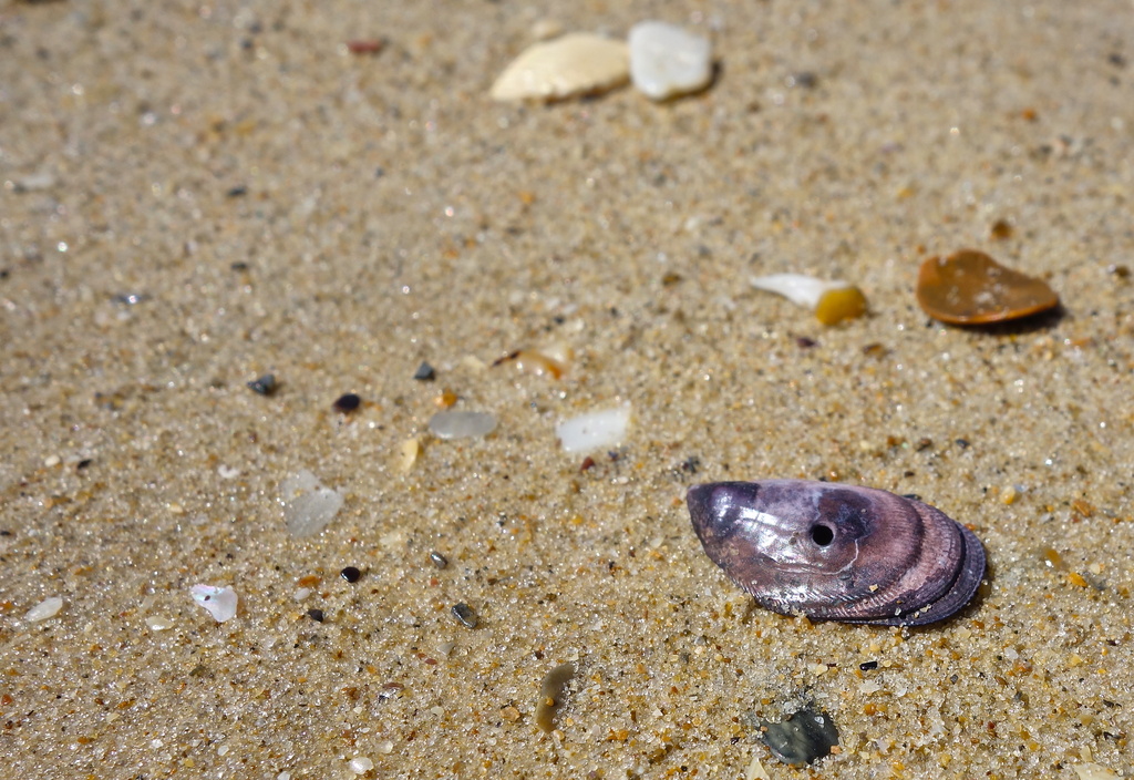 Purple mussel  by cocobella