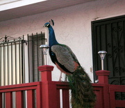 10th Jan 2013 - Here There be Peacocks