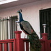 Here There be Peacocks by pasadenarose