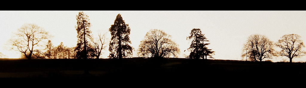 A row of trees silhouetted against a grey sky. by snowy