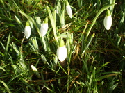 11th Jan 2013 - The first Snowdrops .