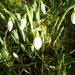 The first Snowdrops . by snowy