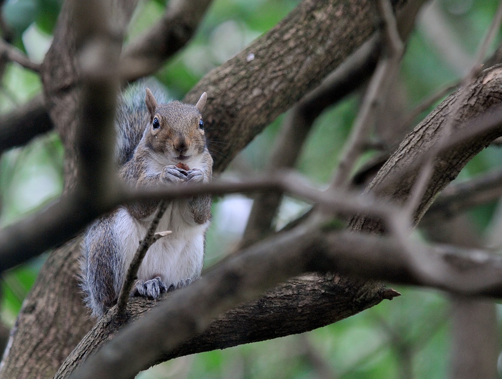 squirrel nosh by blightygal