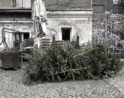 11th Jan 2013 - Abandoned Christmas Trees...