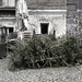 Abandoned Christmas Trees... by cityflash