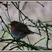 Lovely fat robin by rosiekind