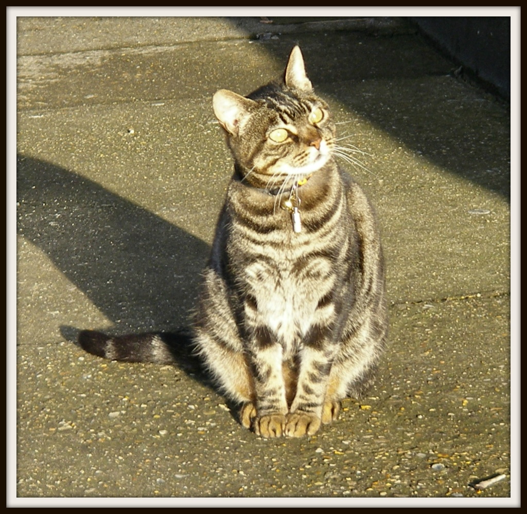Tabby Cat by rosiekind
