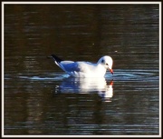 11th Jan 2013 - Who's that handsome bird?