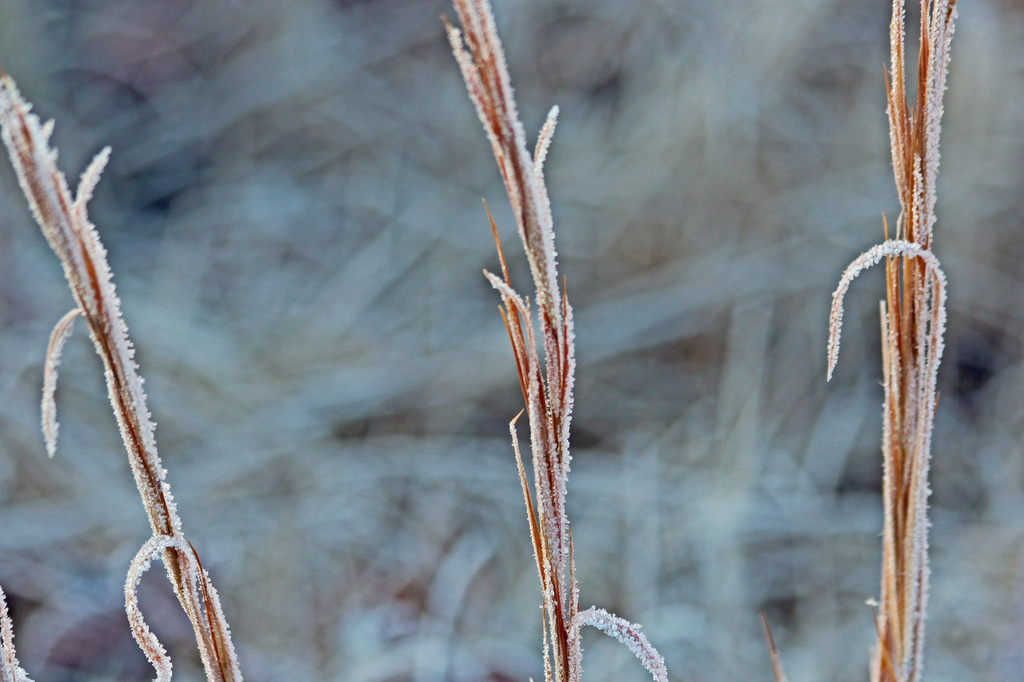 Frosty Weeds by milaniet