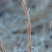 Frosty Weeds by milaniet