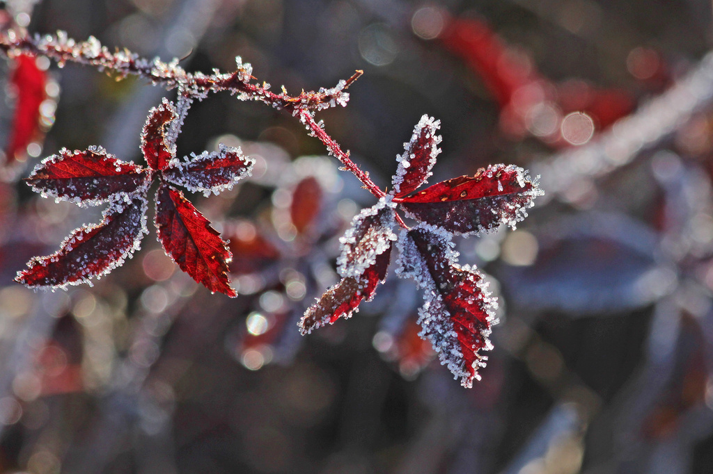  More frosty red leaves by milaniet