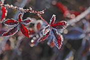11th Jan 2013 -  More frosty red leaves