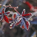  More frosty red leaves by milaniet