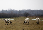 11th Jan 2013 - Sad Cows