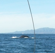 9th Jan 2010 - Marvin's Whale Shot