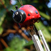 Little Ladybird Windchime by phil_howcroft