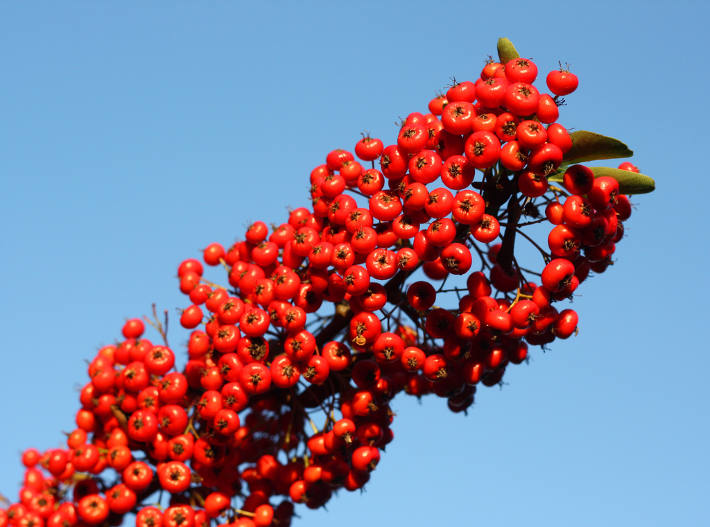 Red Pyracantha Berries by phil_howcroft